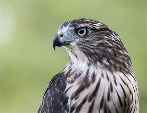 13 Birds of Prey in North Carolina [NC] (with Pictures)