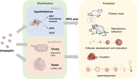 Frontiers The Role Of Kisspeptin In The Control Of The Hypothalamic