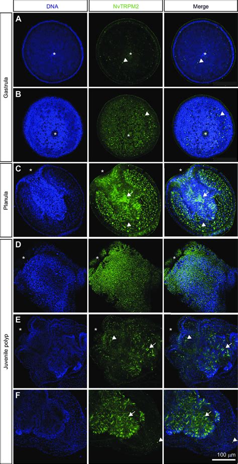 Representative Immunofluorescence Images Showing Expression Of