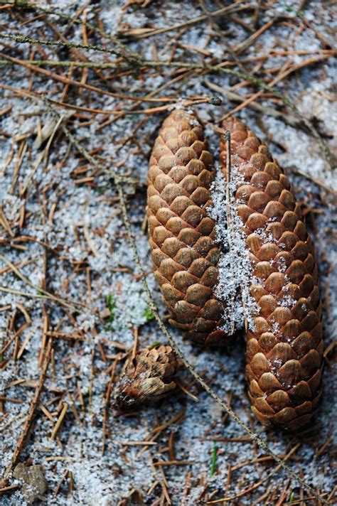 Pinecone Of A Giant Sequoia Tree In Sequoia National Park California