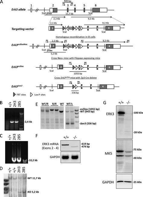 Generation Of The Conditional ERK3 Knockout Mouse And Deletion Of ERK3