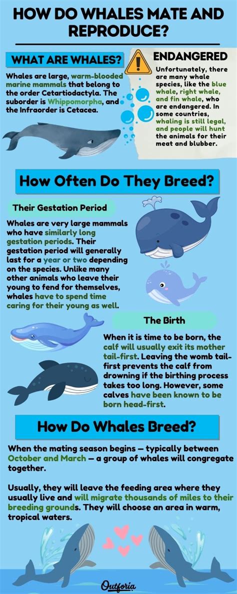 How Do Whales Mate And Reproduce Sex Underwater Explained