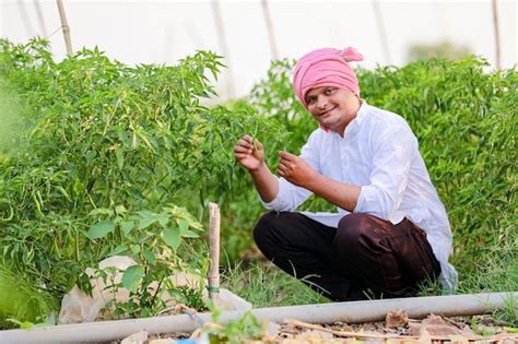 Premium Photo Green Chilli Farming