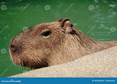 Closeup View of a Capybara in a Swimming Pool Stock Photo - Image of ...