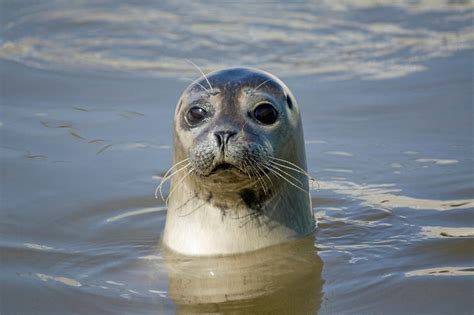 Seals 1 Scientists 0 Jstor Daily