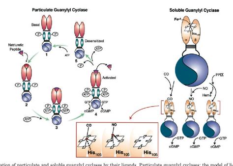 Pdf Guanylyl Cyclases And Signaling By Cyclic Gmp Semantic Scholar