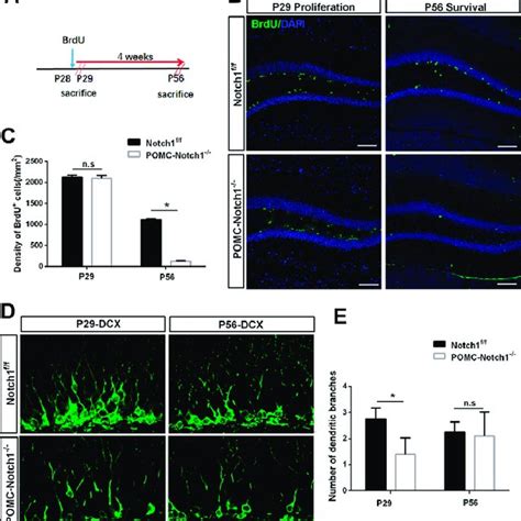 The Numbers And Migration Pattern Of Pomc Cre Progenitor Cells In