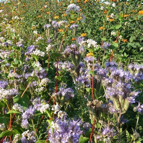 Saatgut Mischung Bienenweide Kleepura