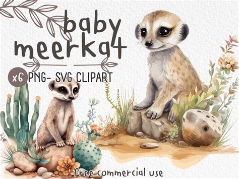 Aquarell Baby Erdmännchen Clipart Bundle 6 Hochwertige PNG SVG