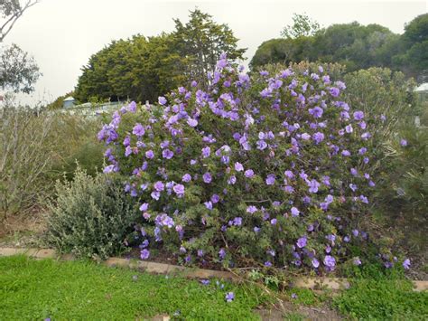 Alyogyne Huegelii ‘west Coast Gem Native Hibiscus Gardening With Angus