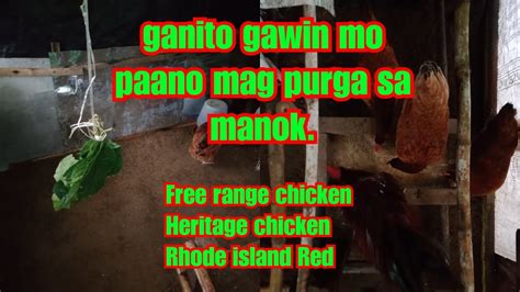 Tamang Oras Ng Pag Purga Sa Alagang Manok Free Range Chicken Heritage