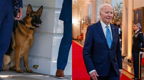 Após governadora sugerir matar cachorro de Biden Casa Branca se