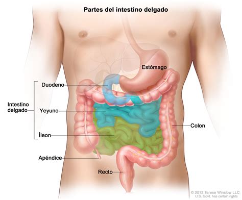 Anatom A Y Caracter Sticas Del Intestino Grueso O Colon