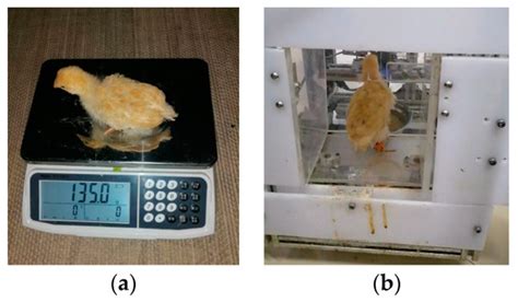 Applied Sciences Free Full Text A Real Time Automated System For Monitoring Individual Feed