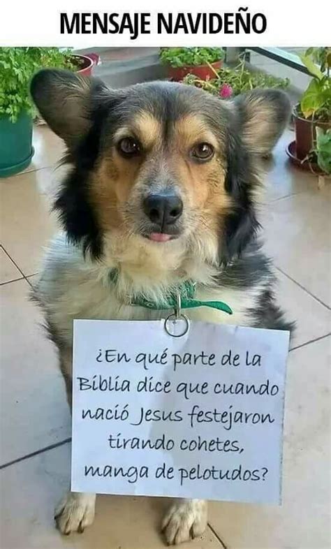 Pin De Nitza En Amor Y Pensamientos Regalo Perro Perros Navidad