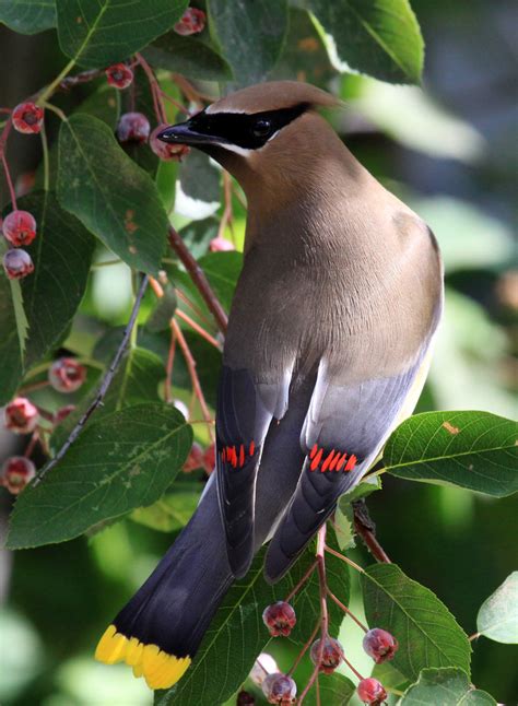 Cedar Waxwing | Bird | Laura Erickson's For the Birds