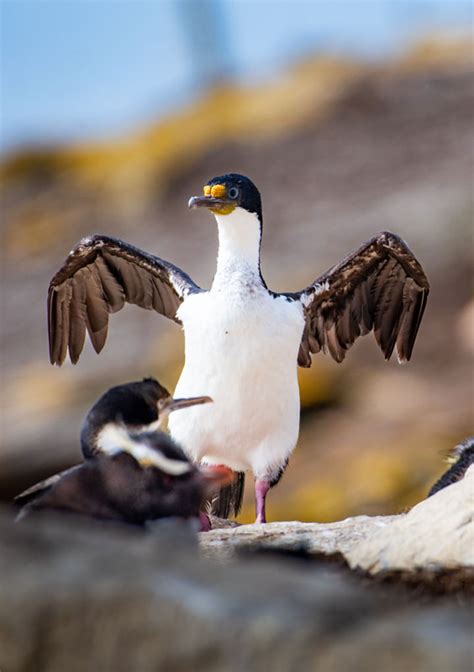 Bleaker Island - The Falklander Travel