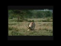 10 Video Pertarungan Binatang Buas di Alam Liar | animals, african buffalo, predator