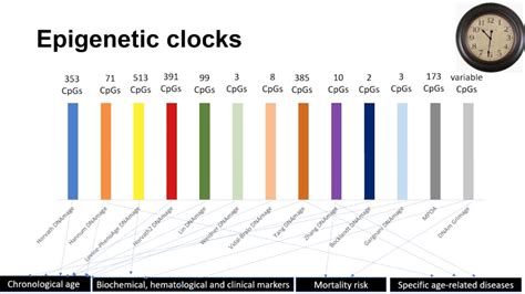 Behind The Study Epigenetic Clocks Association With Perceived