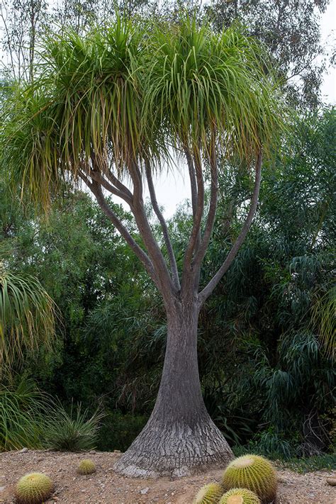 Ponytail Palm San Diego Zoo Animals Plants 48 Off