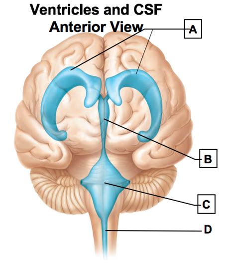 Ventricles Front View Diagram Quizlet