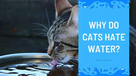 Why Do Cats Hate Water The Fascinating Science