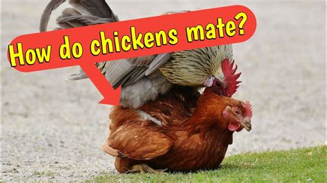 How Do Chickens Mate Secrets Of Mating Between A Rooster And A Hen