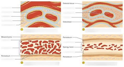 Intramembranous Ossification Diagram Quizlet