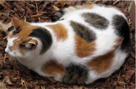 35 Popular Calico Cat Photos That You Will Love Calico Cat Cats