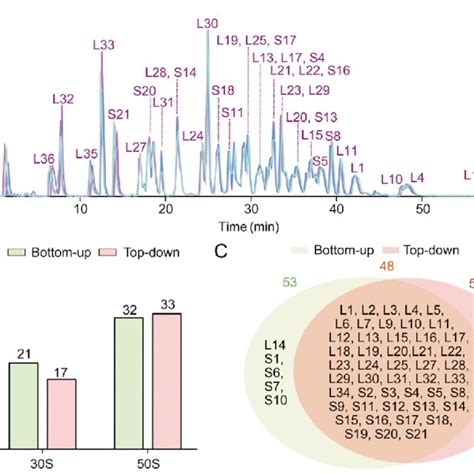 Top Down And Bottom Up Proteomics Characterization Of E Coli Ribosome