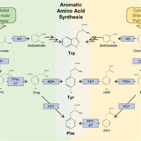 Pdf Title Revisiting The Dual Pathway Hypothesis Of Chorismate Production In Plants