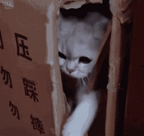 Close Door Cat GIF - Close Door Cat Kitty - Discover & Share GIFs