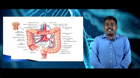 Colon Targeted Drug Delivery System Anatomy Of Colon Lecture 2