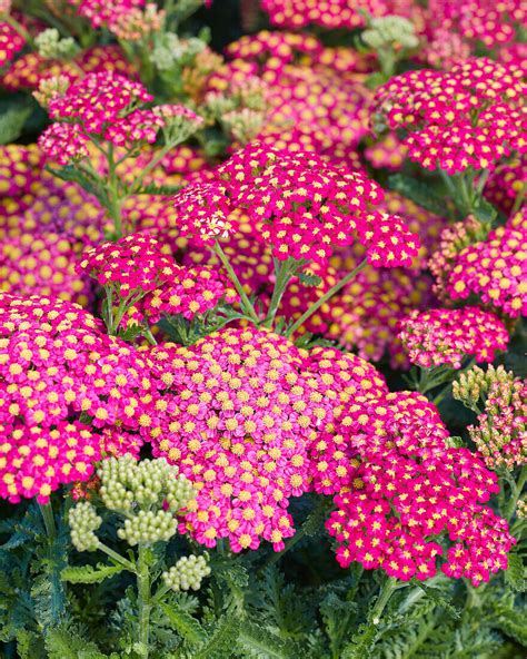 Gemeine Schafgarbe Achillea Bild Kaufen 13701589