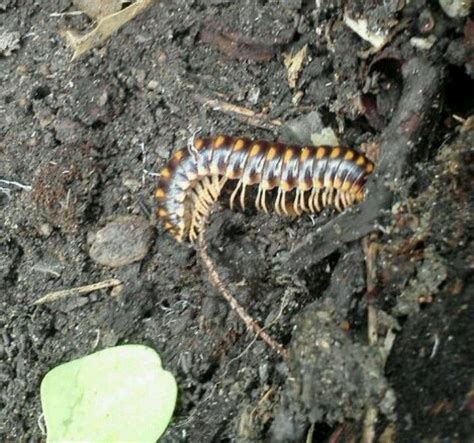 A Brown And Black Caterpillar On The Ground