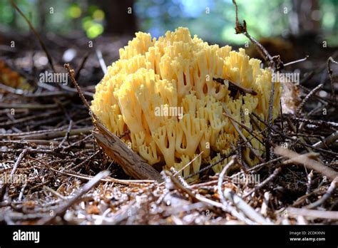 Yellow Tipped Coral Fungus Hi Res Stock Photography And Images Alamy