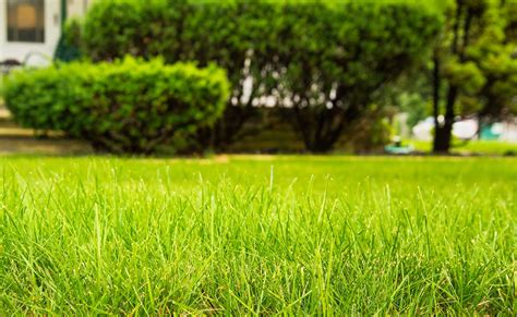 The 7 Best Weed And Feed Products For Lawns Reviews And Guide Of 2023