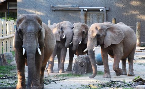 Did you know? African elephant edition | Seneca Park Zoo