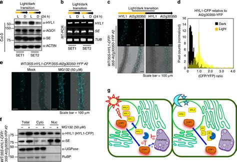 Nucleocytoplasmic Shuttling Of Cop Is Essential For Hyl Stability