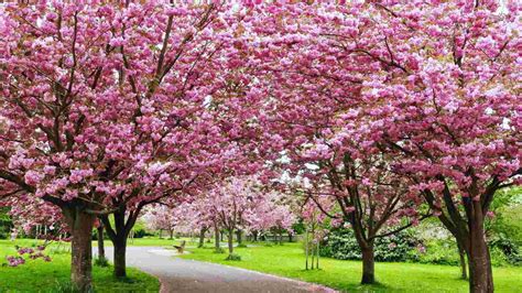 39 Best White Flowering Trees for Your Garden and Landscaping - Planet ...