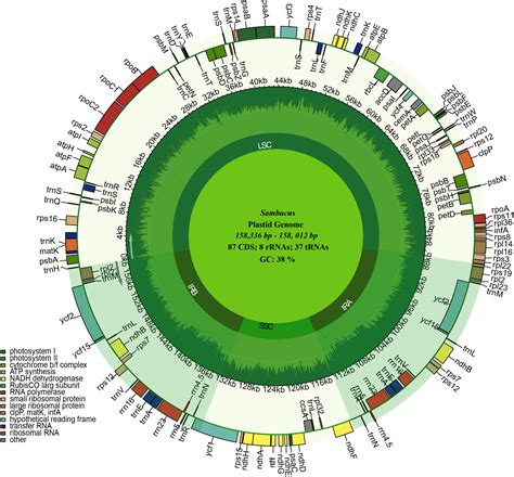 Frontiers Comparative Chloroplast Genome Analysis Of Sambucus L