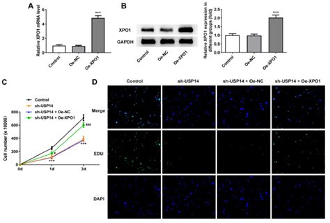 Xpo Elevation Reversed The Impact Of Usp Deficiency On Mcl Cell