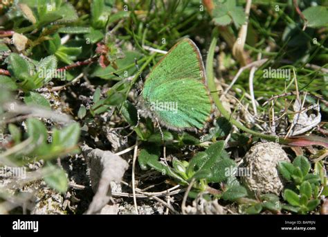 Green Hairstreak Butterfly Callophrys Rubi Lycaenidae Stock Photo Alamy