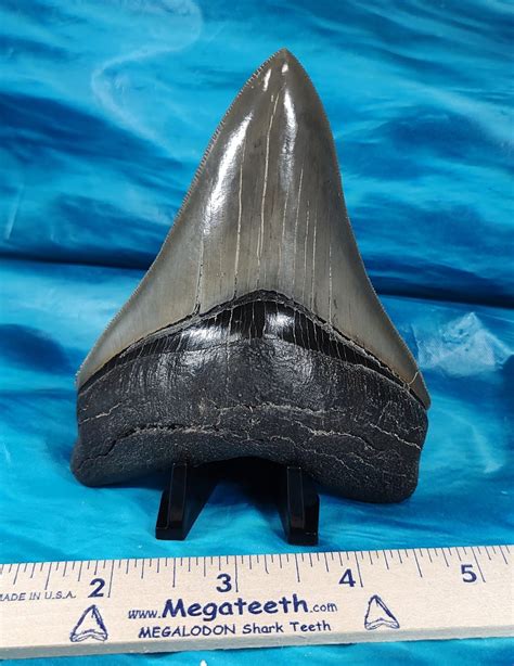 Giant Museum Quality Megalodon Shark Tooth · L1: 4.40 L2: 4.17 · MegaTeeth