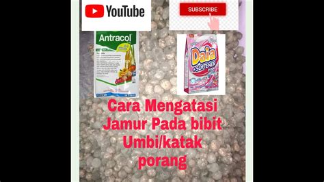 Cara Mengatasi Jamur Pada Bibit Umbi Katak Porang YouTube