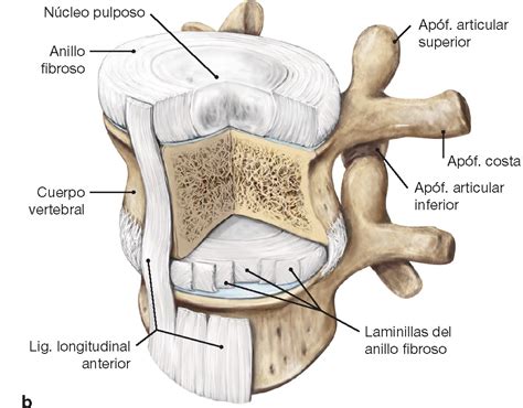 Pasión por la Anatomía on Twitter El DiscoIntervertebral está