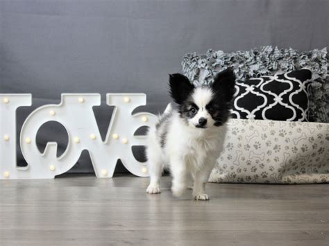 Papillon Dog Male Black White 3339770 Petland Carriage Place