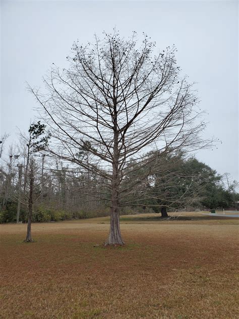 Bald Cypress The Most Adaptable Tree For Panhandle Landscapes