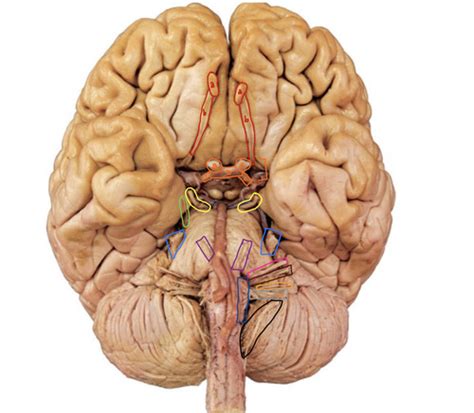 Nervous System Pns Cranial Spinalperipheral Nerves Flashcards