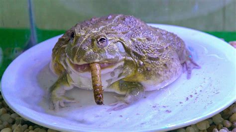 My New Pet African Bullfrog African Bullfrog Eating Worm Youtube